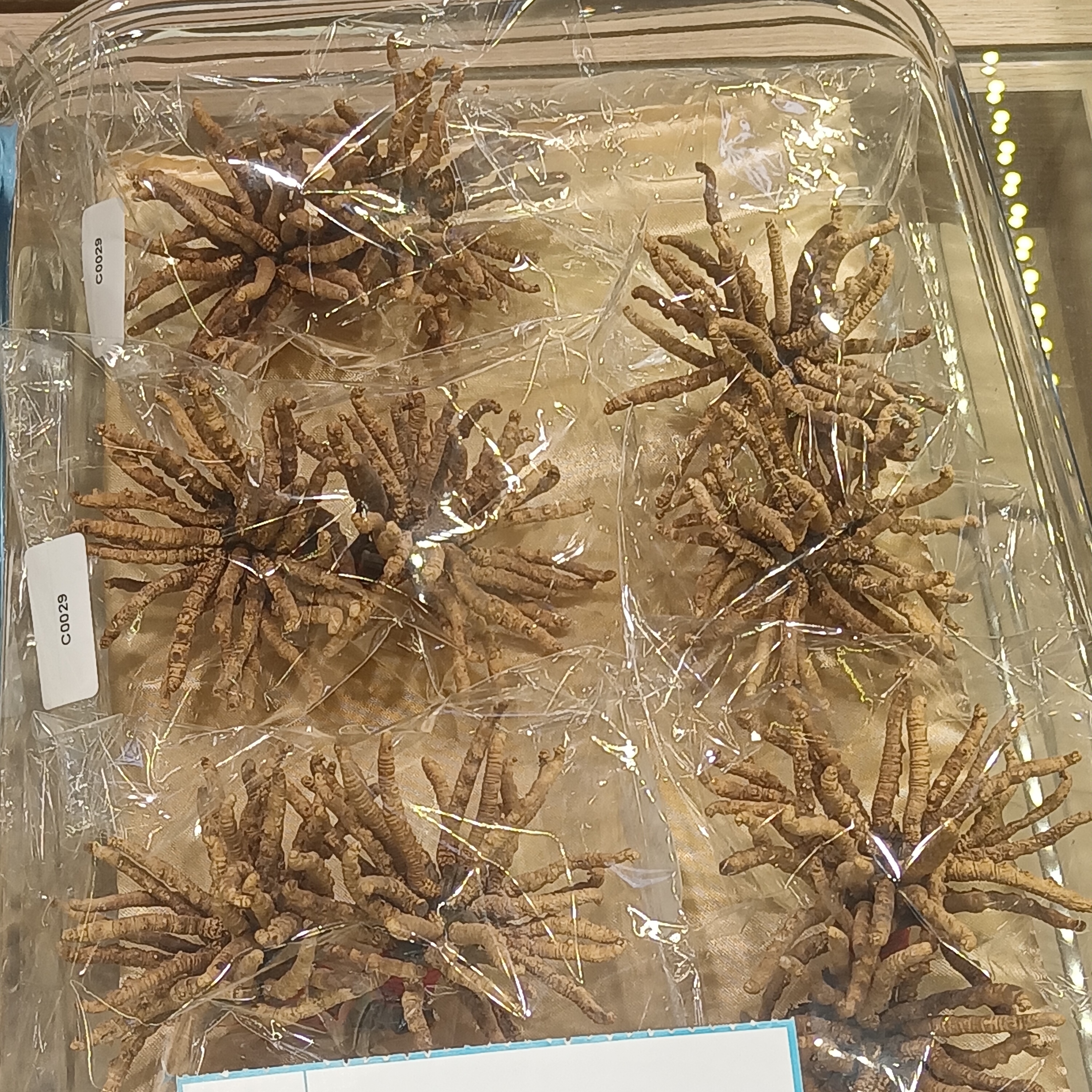 Yarsagumba (Ophiocordyceps): La oscura historia del hongo más caro del